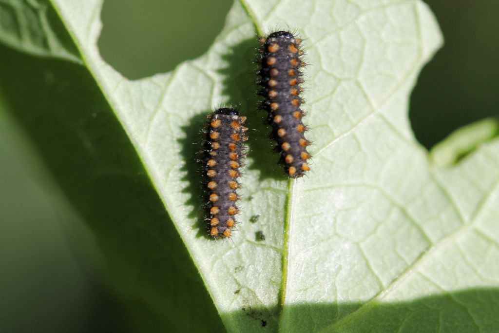 Bruchi di Zerynthia polyxena